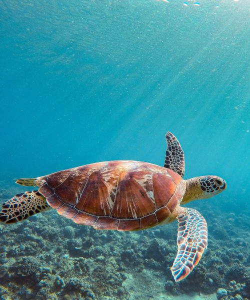 sea turtle